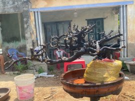 Cẩm thị tàn rin đẹp