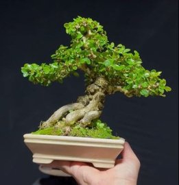 Núi trái mini siêu già thuần mời ae xơi