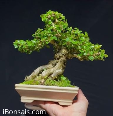 Núi trái mini siêu già thuần mời ae xơi