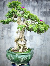 Hoa giấy rất già tay cành cù mịn