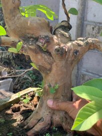 Ổi bonsai ạ❤️