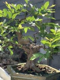 Ổi bonsai ạ❤️