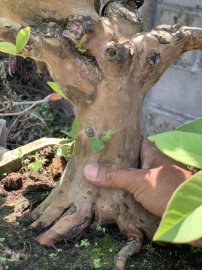 Ổi bonsai ạ❤️