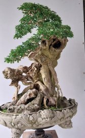 Găng tu hú còn gọi là găng vàng