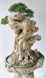 Găng tu hú còn gọi là găng vàng
