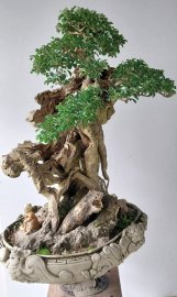 Găng tu hú còn gọi là găng vàng