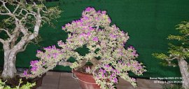 Hoa Giấy