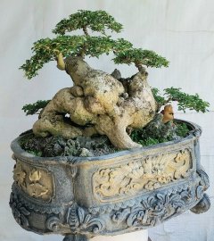 Găng vàng còn gọi là găng tu hú