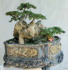 Găng vàng còn gọi là găng tu hú