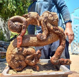 Cóc chua chữ Tâm