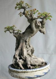 Bồ đề Bình Định