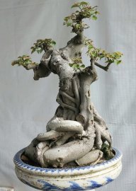 Bồ đề Bình Định