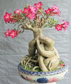Hoa sứ nhà nàng