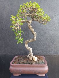 Sam trái hàng sưu tầm