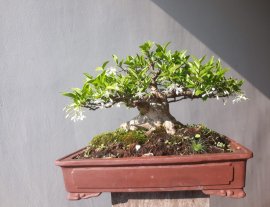 Em Mai lại đương hoa...