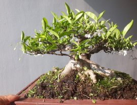 Em Mai lại đương hoa...