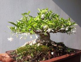 Em Mai lại đương hoa...