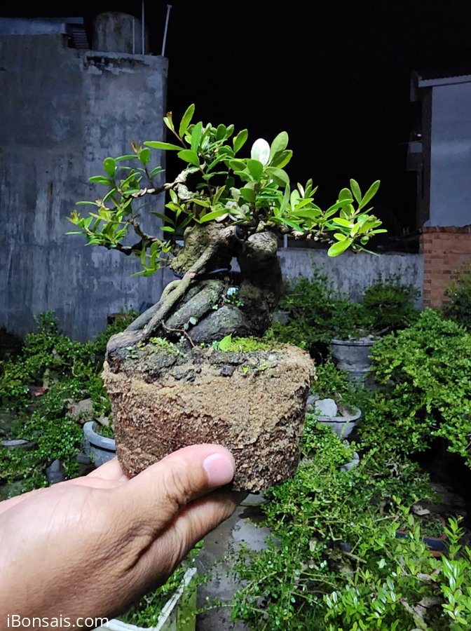 Hải châu sông cầu mini lá nhỏ đẹp giao lưu