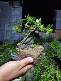 Hải châu sông cầu mini lá nhỏ đẹp giao lưu