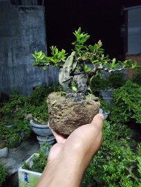 Hải châu sông cầu mini lá nhỏ đẹp giao lưu