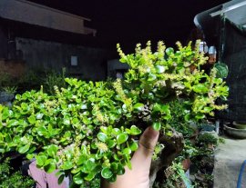 Sam núi hoa khai thác đang hoa kín cây