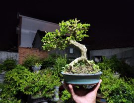 Sam núi hoa khai thác đang hoa kín cây