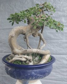 Bồ đề đọt đỏ
