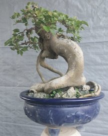 Bồ đề đọt đỏ