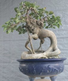 Bồ đề đọt đỏ