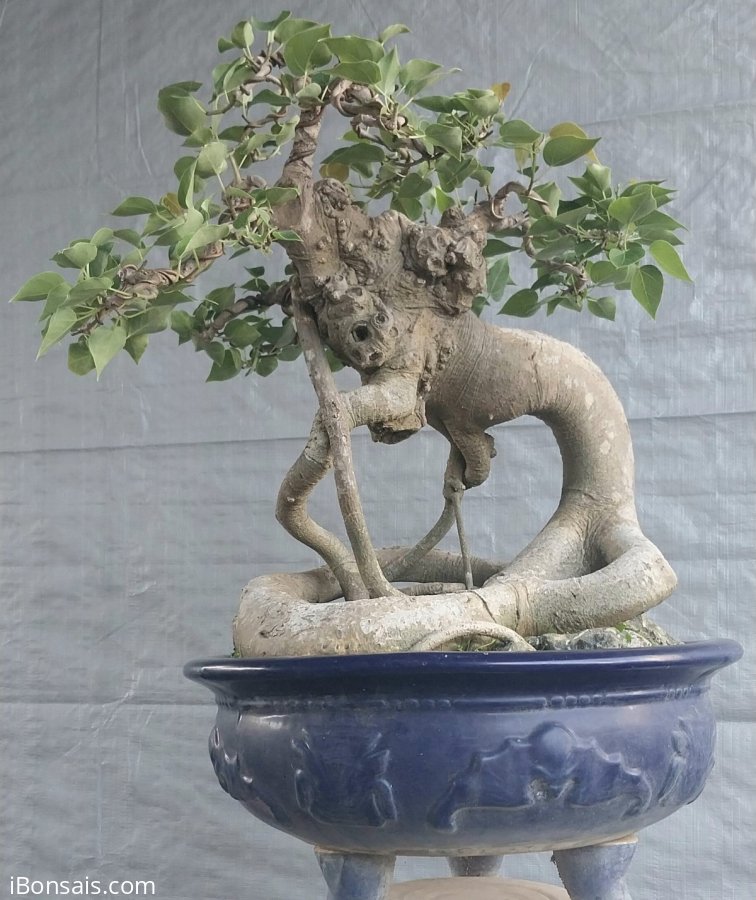 Bồ đề đọt đỏ