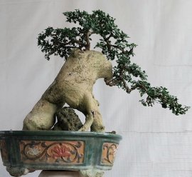 Duối khai thác