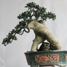 Duối khai thác