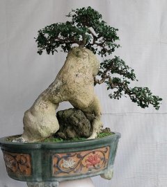 Duối khai thác