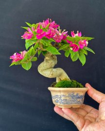 Lên quả siêu phẩm siêu mini mỹ