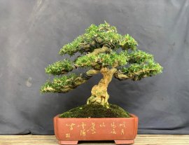 Linh sam 86 rin chuẩn bị vào mùa hoa