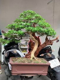 Linh sam sông hinh lũa thép rin âm thân