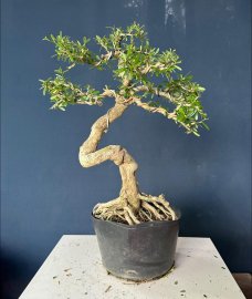 Dọn vườn Sale #268k