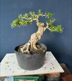 Sale nhanh #199k/1bé linh sam hoa tím