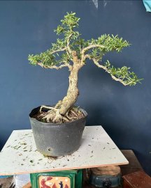 Sale nhanh #199k/1bé linh sam hoa tím