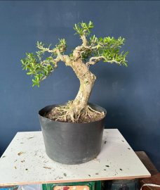 Sale nhanh #199k/1bé linh sam hoa tím