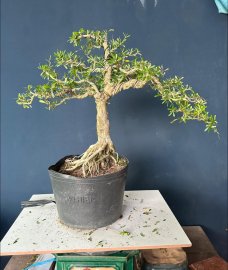 Sale nhanh #199k/1bé linh sam hoa tím
