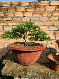 Linh sam