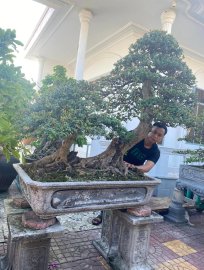 Tp: Hải châu lá nhỏ