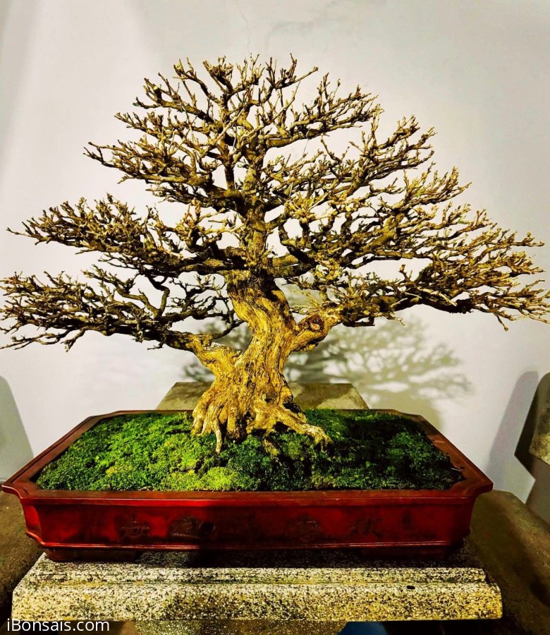 Phom thiên nhiên giá dễ chơi