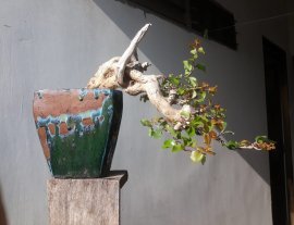 Em là Hồng Quân...