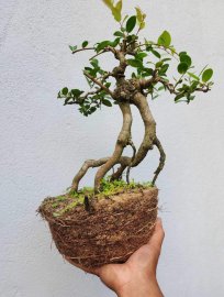 Gl e hải châu ninh thuận chân rễ kiều quái 800k 