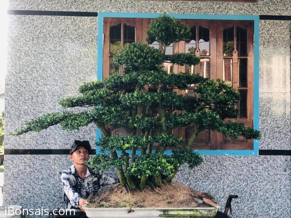 Cụm hải châu liền bệ gl