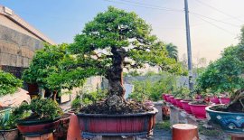 MCT bự già