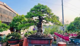 MCT bự già