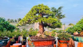 MCT bự già